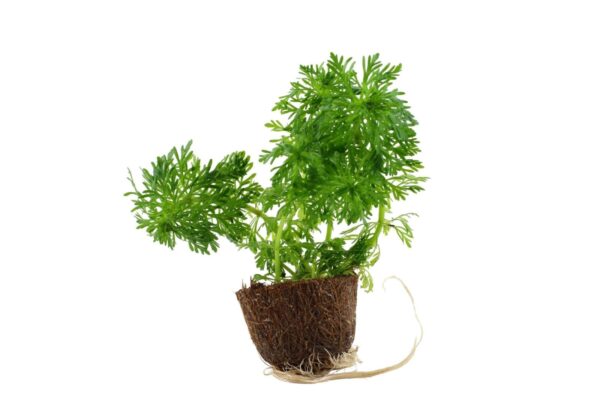 Limnophila sessiliflora Mini Pot