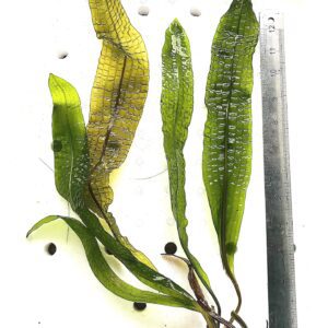 Aponogeton boivinianus