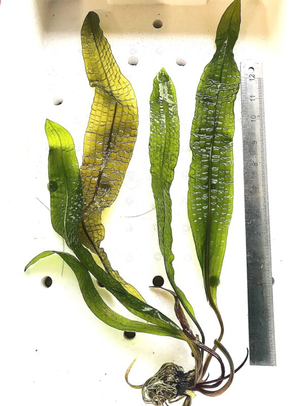 Aponogeton boivinianus