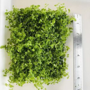 Micranthemum Monte Carlo Net