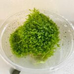 Utricularia Moss in Cup
