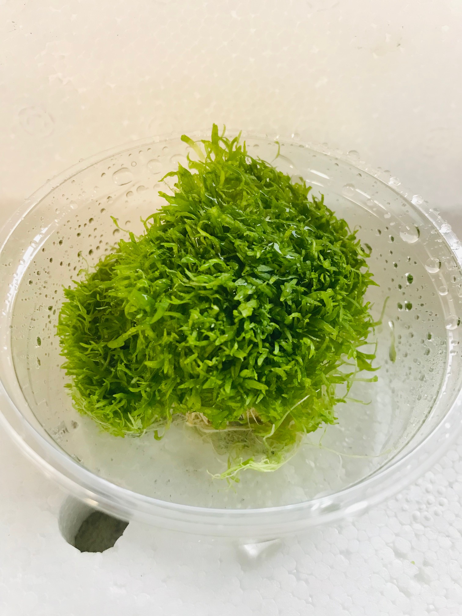 Utricularia Moss in Cup