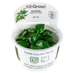 Tropica Anubias barteri var. nana aquarium plant in a 1-2-Grow tissue culture cup