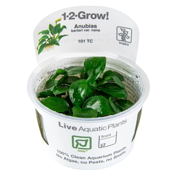 Tropica Anubias barteri var. nana aquarium plant in a 1-2-Grow tissue culture cup
