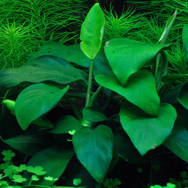Aquarium plant from tissue culture in closed cup. Anubias barteri var