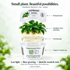 Tropica Anubias nana Online in the UK