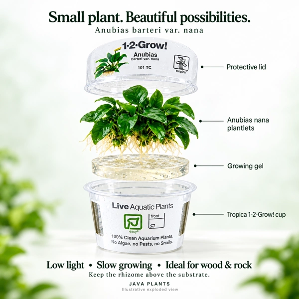 Tropica Anubias nana Online in the UK