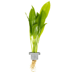 Echinodorus grisebschii ' Belherae