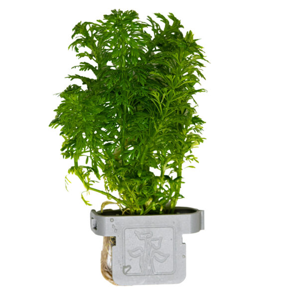 Limnophila sessiflora