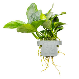 Anubias barteri nana
