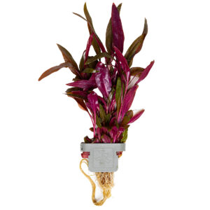 Alternanthera reinecki Pink