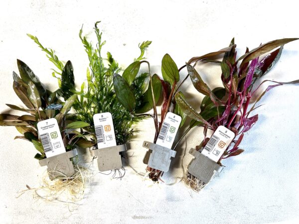 IMG_7083 Plant Clips