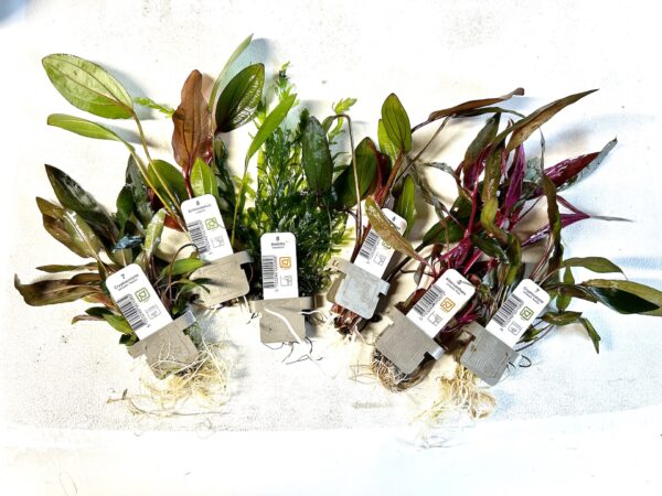 IMG_7084 Plant Clips