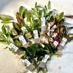 Plant Clips