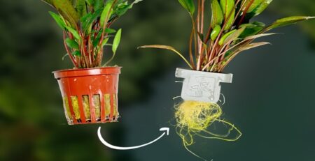 The Future of Aquarium Plants