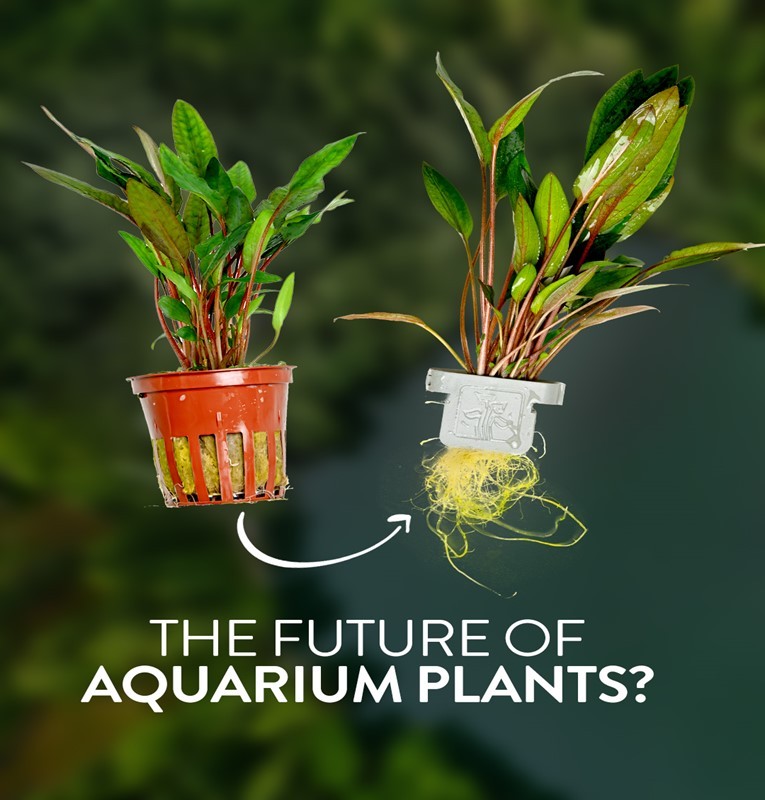 The Future of Aquarium Plants