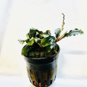 Bucephalandra thei green
