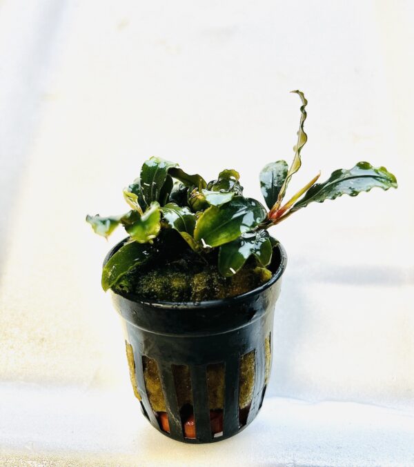 Bucephalandra thei green