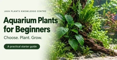 Aquarium Plants for Beginners — a Java Plants Knowledge Centre guide to choosing, planting and growing aquatic plants.