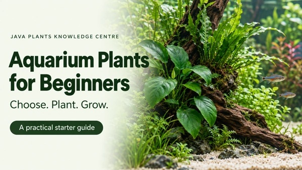 Aquarium Plants for Beginners — a Java Plants Knowledge Centre guide to choosing, planting and growing aquatic plants.