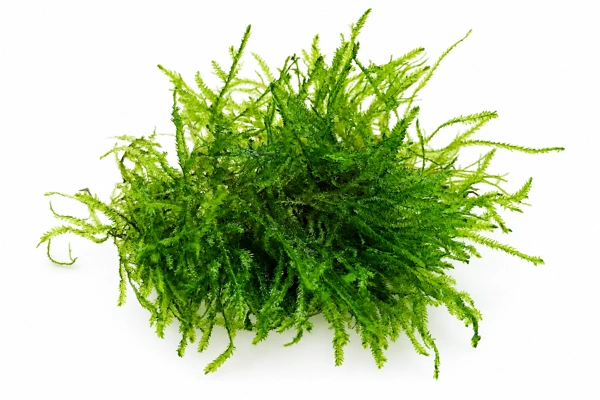 Fresh green aquarium moss with delicate branching fronds