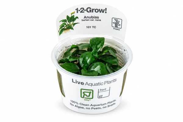 ropica 1-2-Grow Anubias nana tissue culture plant in its labelled cup Online UK