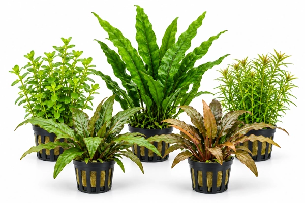 Collection of five tropical aquarium plants in black nursery pots