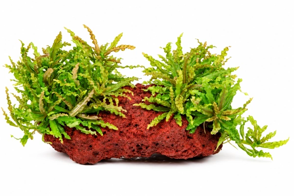 Tropica Pogostemon Helferi on lava rock